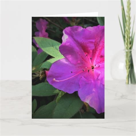 azaleas picture card.